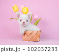 チューリップとチワワ 102037233