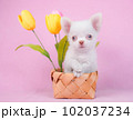 チューリップとチワワ 102037234