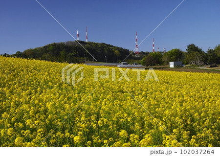 西蔵王の菜の花畑 102037264