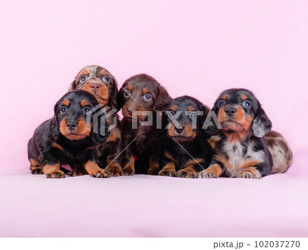 ダックスの兄妹 102037270