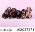 ダックスの兄妹 102037271