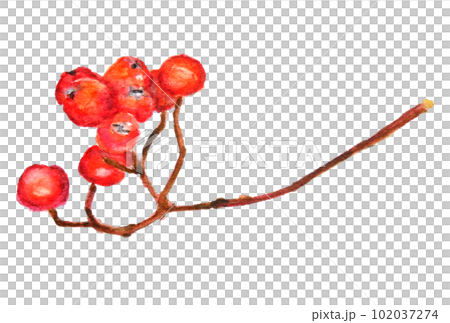 羅文水彩手繪 102037274