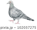 鳩　手描き水彩画 102037275