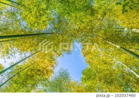 日本の横浜都市景観 黄色く染まる竹林。他の樹木は新緑で、緑色に。青空は人物・人生イメージ＝4月28日 102037460