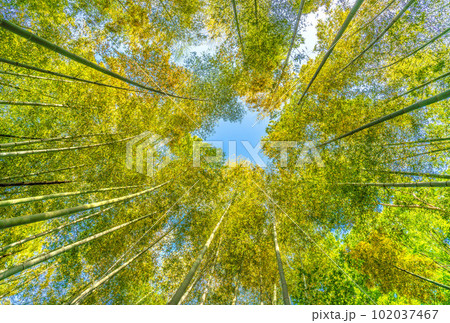 日本の横浜都市景観 黄色く染まる竹林。竹以外の樹木は新緑の季節で、緑色に染まっている＝4月28日 102037467