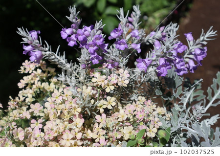 エレモフィラの花とウインティーの寄せ植え エレモフィラの花とウインティーの寄せ植え 102037525