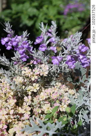 エレモフィラの花とウインティーの寄せ植え エレモフィラの花とウインティーの寄せ植え 102037526