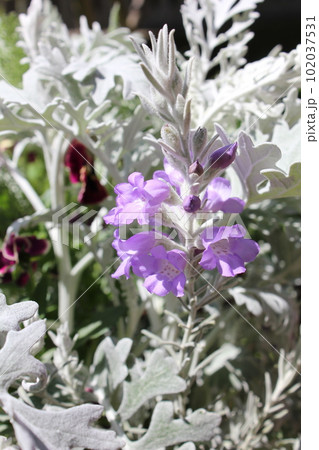 エレモフィラの薄紫色の花 エレモフィラの薄紫色の花 102037531