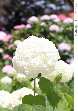 まんまる紫陽花の写真素材 [102037755] - PIXTA