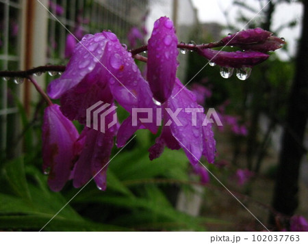 雨に濡れて雫を垂らすムラサキの蘭。 雨に濡れて雫を垂らすムラサキの蘭。 102037763