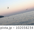 海辺で鳥の群れが飛び回る写真。 102038234