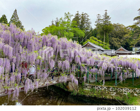西寒多神社の藤の花 102039112