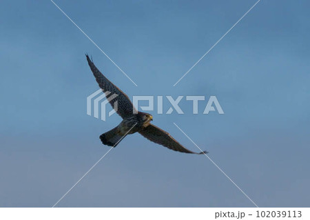 チョウゲンボウ チョウゲンボウ 102039113