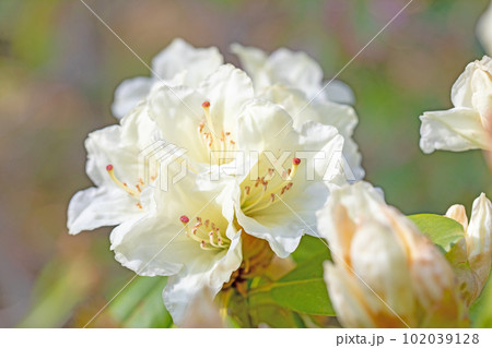 家の周りの草花　四季の色々　森の貴婦人　シャクナゲ 102039128