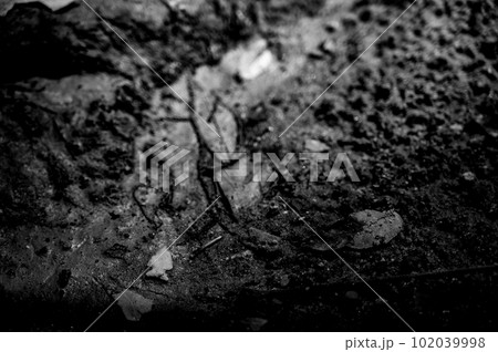 Native American Indian bird point arrowhead in creek bed Native American Indian bird point arrowhead in creek bed 102039998