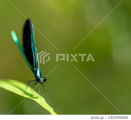 Macro selective focus on the head of a dark winged damselfly resting on a blade of grass.  102040008