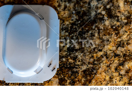 Ant trap poison bate on a granite kitchen countertop 102040148