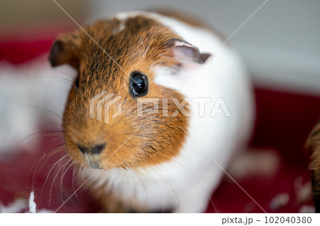 Guinea pig with inquisitive expression looking at the camera 102040380