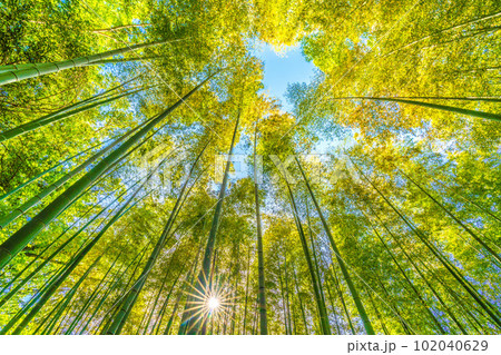 日本の横浜都市景観 黄色く染まる竹林と光芒。他の樹木は新緑。青空は人物・人生イメージ＝4月28日 102040629