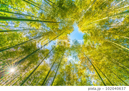 日本の横浜都市景観 黄色く染まる竹林と光芒。他の樹木は新緑。青空は人物・人生イメージ＝4月28日 102040637