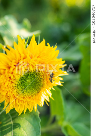 A yellow spider has caught its prey and is holding a wasp sitting on a sunflower in its tentacles. Macro shooting, close-up. 102040717