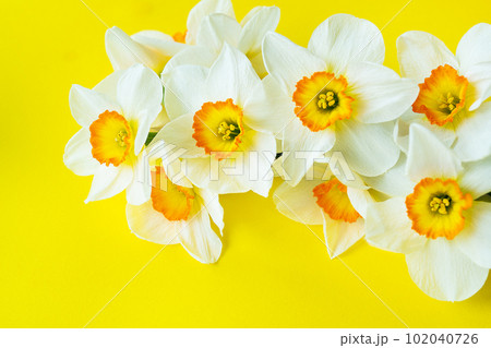 Bouquet of bright white and yellow daffodils on a yellow background with copy space. 102040726