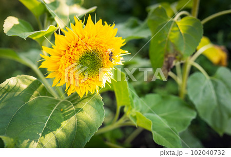 A yellow spider has caught its prey and is holding a wasp sitting on a sunflower in its tentacles. Beautiful sunlight on a sunflower plantation. 102040732