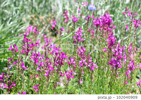 春の日差しの中、まばゆいばかりの姫金魚草 春の日差しの中、まばゆいばかりの姫金魚草 102040909