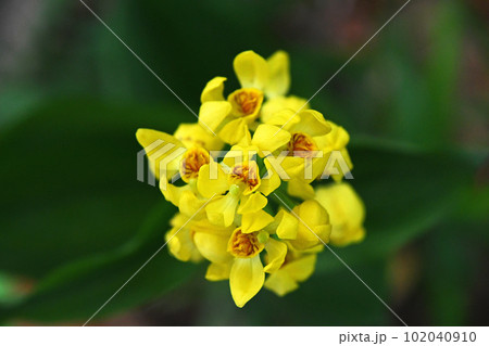 上からのぞいてみたキンラン（金蘭） 102040910