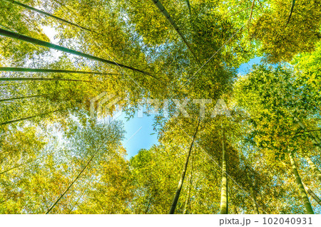 日本の横浜都市景観 黄色く染まる竹林。竹以外の樹木は新緑の季節で、緑色に染まっている＝4月28日 102040931