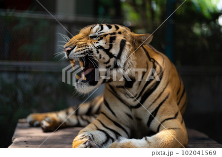 Tiger in zoo, danger animal. Tiger in zoo, danger animal. 102041569