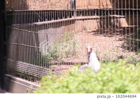 千葉動物公園のとりこ 千葉動物公園のとりこ 102044694