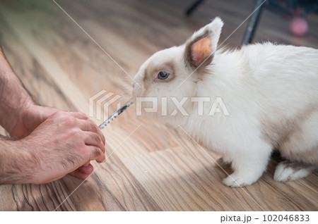 A man gives a rabbit medicine from a syringe. Bunny drinks from a syringe.  102046833