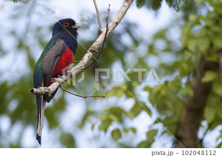 Surucua Trogon, Trogon surrucura, perched Surucua Trogon, Trogon surrucura, perched 102048112