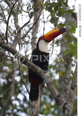 Vertical of a Toco Toucan, Ramphastos toco, perched 102048114
