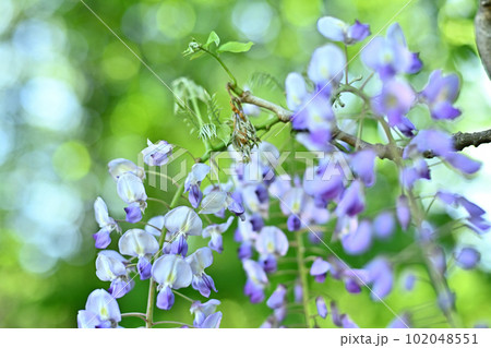 今が見頃のフジの花 今が見頃のフジの花 102048551