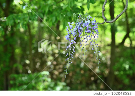 今が見頃のフジの花 今が見頃のフジの花 102048552