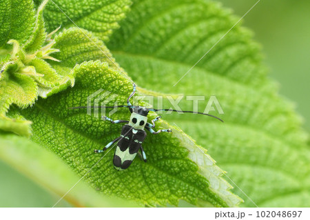 ラミーカミキリ 102048697