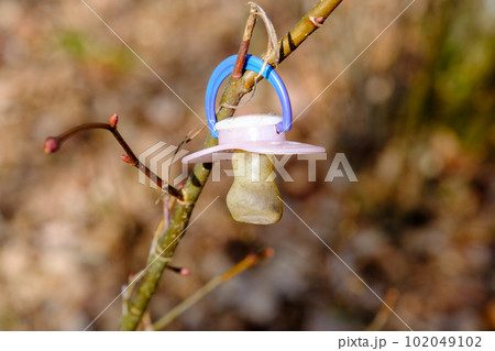 a lost baby's pacifier hanging on a tree branch 102049102