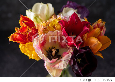 Colorful tulips in a bouquet with pink, red, yellow flowers in a vase. Colorful tulips in a bouquet with pink, red, yellow flowers in a vase. 102049505