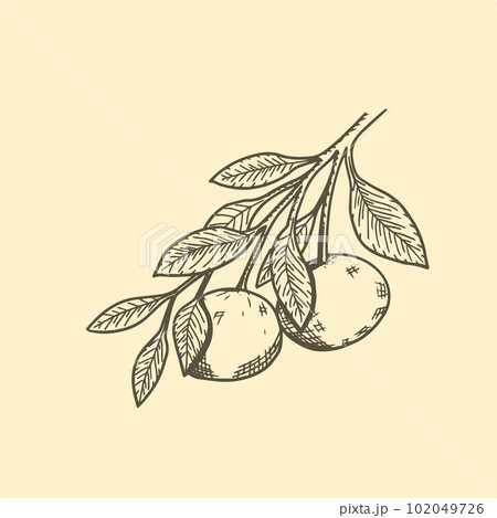 Tangerines on a twig with leaves hand drawn sketch vector illustration. 102049726