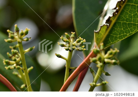 ユズリハの雌花 102049818