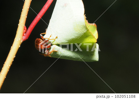 ヒゲナガオトシブミ（メス）の揺籃作り 102051108