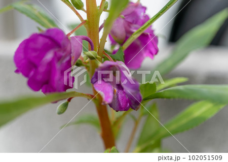 ホウセンカ 102051509