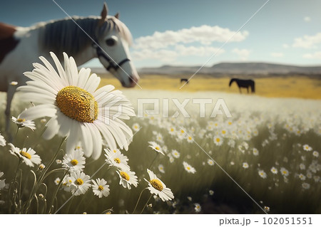 charming horses stands in a field with daisies on a sunny day charming horses stands in a field with daisies on a sunny day 102051551