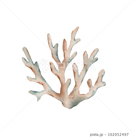 Watercolor sea life brown coral. illustration. watercolor, corals, set, sponge, ocean 102052497
