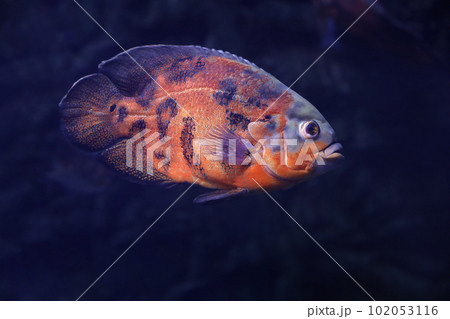 Bright oscar fish swimming in clear aquarium Bright oscar fish swimming in clear aquarium 102053116
