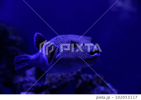 Beautiful pufferfish swimming in clear toned blue aquarium, closeup 102053117