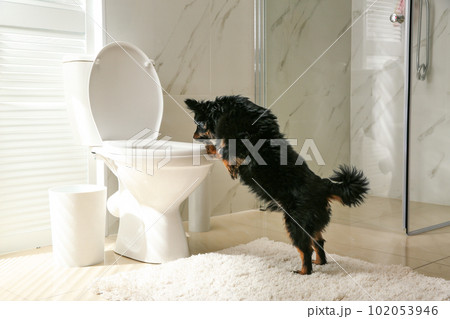Cute dog looking into toilet bowl in modern bathroom 102053946