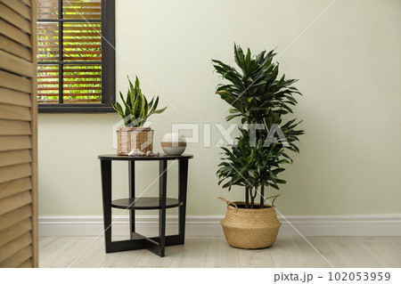 Houseplants in wicker pots near white wall. Interior design 102053959